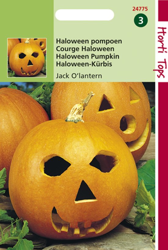 Pumpkin Jack O'Lantern (Cucurbita) 12 seeds HT